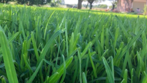 Landscape Maintenance