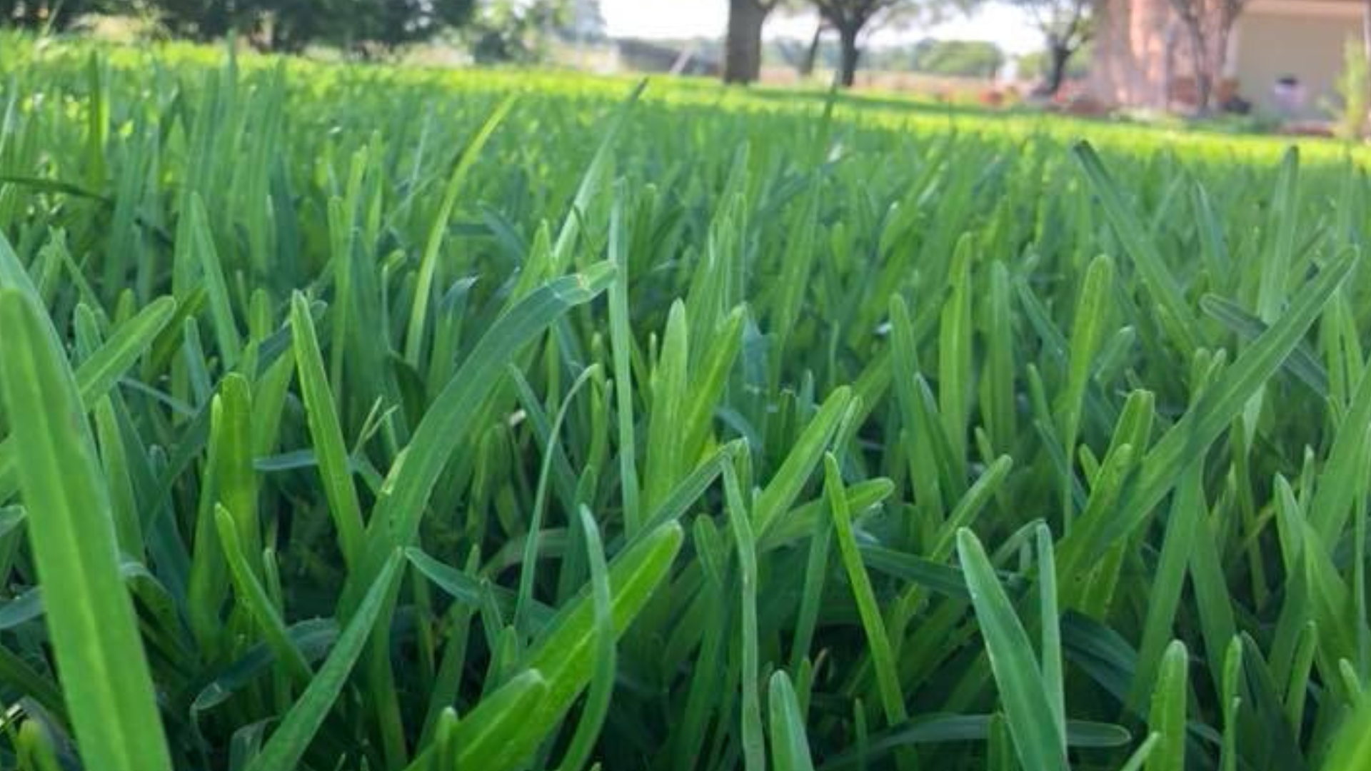 Healthy, lush green St. Augustine and Bermuda lawn at a Bryan or College Station, TX residential property maintained by C&C Lawn & Irrigation
